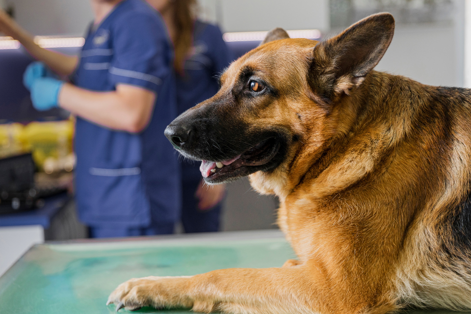 ¿Nos quedamos sin veterinarios?